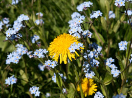 L�wenzahn und Vergissmeinnicht