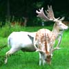 Tierpark, Tierfreigel�nde Nationalpark Bayerischer Wald