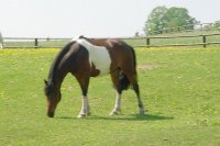 Pferd Sioux vom Reiterhof B�hmisch